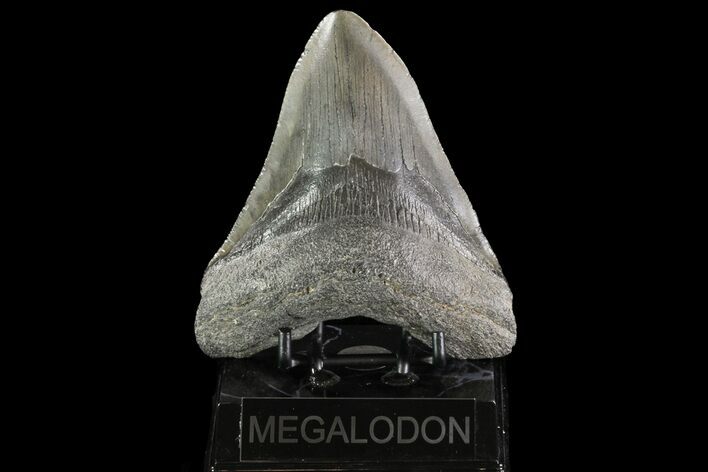 Large, Megalodon Tooth - Georgia #76473